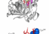 Crystal structure of aconitase. LC/MS/MS analysis of sites sensitive to peroxynitrite.
From: Han et al.: Sites and mechanisms of aconitase inactivation by peroxynitrite: Modulation by citrate and glutathione. Biochemistry 44 (2005) 11986.