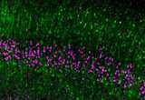 GFP (green) labeling in developing excitatory neurocortical neurons that express the MET receptor tyrosine kinase, an autism risk gene. GFP+ neurons are mostly intratelencephalic, with limited expression in Ctip2+ pyramidal tract neurons. Image provide by NGP student Ryan Kast.