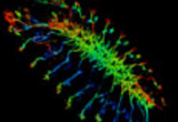 Drosophila embryonic nervous system