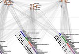 Postsynaptic phosphoproteome network. Adjacent to each substrate the 'barcode' indicates the presence (black) or absence (white) of particular regulatory motifs within that substrate.
