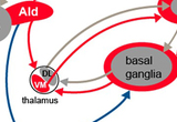 This highly simplified schematic shows that LMAN consists of two subregions, core and shell, that give rise to parallel pathways through the basal ganglia and thalamus, back to LMAN. These parallel recurrent loops are highly similar to analogous circuits in mammals that encode sensorimotor (core) and associative-limbic (shell) aspects of skill learning. In addition, the shell pathway makes a projection to midbrain dopaminergic neurons (VTA) that may provide a source of reinforcement when self-generated behavior matches the goal behavior that the bird is learning to emulate.