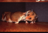 Hamster sexual behavior: the male (right) approaches the female, investigates her anogenital region, and begins to copulate.
