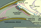 Schematic of a sagittal section through the hamster head to illustrate pathways for mating behavior.