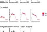 Panels B and C show the BOLD time-courses measured from 4 visual cortical areas (V1, V2, V3, and hV4) over the stimulus block for noncrowded and crowded configurations, respectively, with the target-present (blue and red curves) and without (cyan and magenta curves). The gray bar in the first panel of B indicates the stimulus duration. Subtractions of the target-absent from target-present responses are shown in (D). Shaded regions in all plots represent the within-subjects standard error (Loftus and Masson 1994). Saturated color marks the time-points used in analyses. Addition of the target led to a significant increase in BOLD response in the noncrowded configuration, but not in the crowded configuration. This interaction of target-presence with crowding was observed as early as V1. (From Millin, Arman, Chung & Tjan, 2013, Cerebral Cortex)