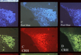 B->C adjacent sections, serial sets from one rat, stained with cocktails of antisera to CRH, Vasopressin and Oxytocin