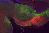 Serotonin axons (red) and thalamocortical axons (green) visualized in a sagittal section through an embryonic mouse brain.