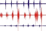 Here we show a higher resolution example of the alternating muscle activity in flexors (red) and extensors (blue) during spontaneous leg movements in the egg. Note all 4 muscles are active in this 10 sec segment. The SA is a hip flexor and TA is an ankle dorsi flexor. The FT is a knee extensor and the LG is an ankle plantar flexor. The average TA burst frequency is 1.8 Hz over 10 TA bursts, a frequency range common during locomotor behaviors in hatchlings. A force probe (F) was placed in contact with the hip to track body displacements, and is an indicator of limb movements concurrent with muscle bursts.