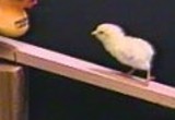 Chicks are precocious walkers. They can walk, run and negotiate obstacles in the environment within hours after hatching. The presence of this precocious skill indicates that the neural substrates for walking must be established during embryogenesis. Studies in our lab are investigating the emergence of neural control for precocious locomotion and whether environmental factors contribute to its emergence.