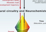 Early challenges to neurodevelopment can create an allostatic load that can alter typical developmental trajectory