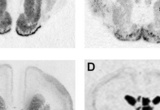 In situ hybridization autoradiograms in the developing rabbit brain