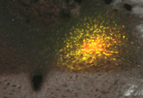 Iontophoretic dual neural tracer injection site: medial nucleus tractus solitarius