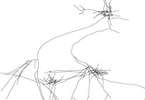 Reconstruction of a pyramidal neuron in visual cortex.