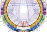 A circular depiction of white matter fiber connectivity in the human brain. See Irimia et al, Neuro Image, 2011, for details.