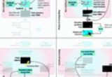 General computational architecture for complex visual scene understanding in the primate brain.