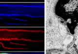 The tripartite organization of vertebrate neuromuscular junctions (NMJs). (A-D) A frog NMJ triple labeled to reveal perisynaptic Schwann cells (PSCs) (A, green), axons and presynaptic nerve terminals (B, blue), and postsynaptic acetylcholine receptors (AChRs) (C, red). The tripartite organization is further shown in the merged image (D). (E) Electron micrograph of an adult NMJ in cross section. (Figure 1A-D adapted from Ko et al., 2006 In ?Biology of the Schwann cell? ed. by Armati, P. J., Cambridge University Press. In Press. Figure 1E adapted from Reddy et al., 2003. Neuron, 40:563-580).