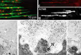 Selective ablation of PSCs causes retraction of adult nerve terminals. (a) a low-magnification view of a cluster of NMJs, in which PSCs (with red nuclear staining of ethidium homodimer-1) are ablated with complement-mediated lysis. (b-d) 1 week after removal of PSCs, the original PSC outlines can be visualized with peanut agglutinin (PNA) (b), while nerve terminals (c) partially retract in the absence of PSCs for ~1 week. AChR clusters (d) appear unaffected at this duration, and match the original lengths of synaptic sites. (e-g) NMJ ultrastructure after PSC ablation. At a few hours after PSC ablation (e), the nerve terminal (N) is devoid of the overlying PSC, instead showing only a PSC ?ghost? consisting of basal lamina and membrane fragments. One week later (f), PSCs remain absent from NMJs, leaving uncovered nerve terminals apposed to muscle fibers. In some cases, nerve terminals retract, leaving a vacant space (asterisk in g) overlying the post-junctional folds. (Figure 2 adapted from Reddy et al., 2003, Neuron, 40:563-580).