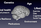 Alzheimer's disease is a multifactorial disease. Our lab focuses on many factors that contribute to early changes in the brain associated with Alzheimer's disease and how to remediate cognitive and brain dysfunction.