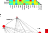 Correlation matrix for neural node-to-node analysis (top) and graph theory metrics for betweenness centrality and total flow for network-level analysis (bottom).