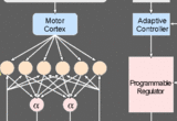 Motor cortex controls muscles by way of complex spinal interneuronal circuits that integrate descending commands with segmental sensory feedback. The resulting multi-input, multi-output regulator allows the brain to learn to cope with external perturbations and computational noise.