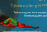 Chen, P., Zindy, F., Abdala, C., Liu, F., Li, X., Roussel, M.F., and Segil, N. (2003). Progressive hearing loss in mice lacking the cyclin-dependent kinase inhibitor Ink4d. Nature Cell Biology 5:422-426