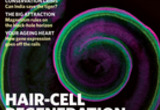 White, P.M., Doetzlhofer, A., Lee, Y.-S., Groves, A.K., and Segil, N. (2006) Mammalian cochlear supporting cells can divide and trans-differentiate into hair cells. Nature 441:984-987.