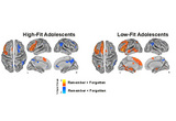 Brain activity patterns (fMRI) when learning new memories is different in high versus low-fit adolescents. From Herting and Nagel (2013) J Cogn Neurosci.