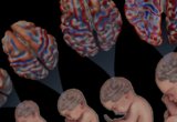 Analysis of infant brain development