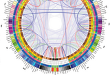 Connectogram of the healthy aging brain. The connectogram is a graphical representation of the human connectome and has been pioneered by our laboratory. This visualization has been adopted by neuroscience research groups around the world and has won a prestigious award for best visualization.