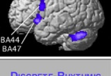 Differences between point-to-point (discrete) and oscillatory (rhythmic) wrist movement as revealed by an fMRI experiment.