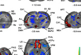 Changes in functional brain activity in rats in response to tone-conditioned fear