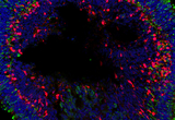 Cones (green) and depolarizing bipolar cells (red) align along the photoreceptor layer and inner nuclear layers, respectively.