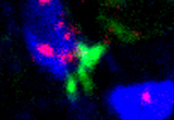 High-magnification of a cone (blue) to depolarizing bipolar cell (green) synapse with the ribbon synapse protein bassoon labeled in red.