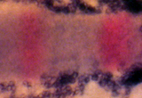 Three streams of neural crest cells (blue) migrate from near the developing hindbrain (red). These crest cells will give rise to the vertebrate head skeleton.