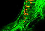 Confocal image of a single skeletal element in a living transgenic zebrafish larva. All the cells in red derive from a single neural crest cell.