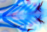 The head skeleton of a five-day-old zebrafish showing the cartilage in blue and the bone in red.