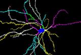 Morphological Analysis of the Same Striatal Medium Spiny Neuron.