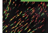 Journal of Neuroscience